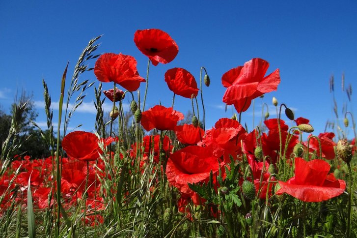 Das Antragsverfahren - was Sie beachten müssen