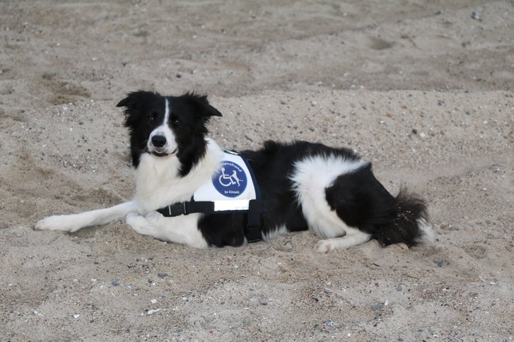 Tiergestützte Therapie